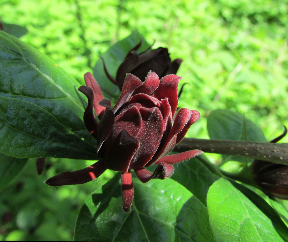 Image of Calycanthus floridus specimen.