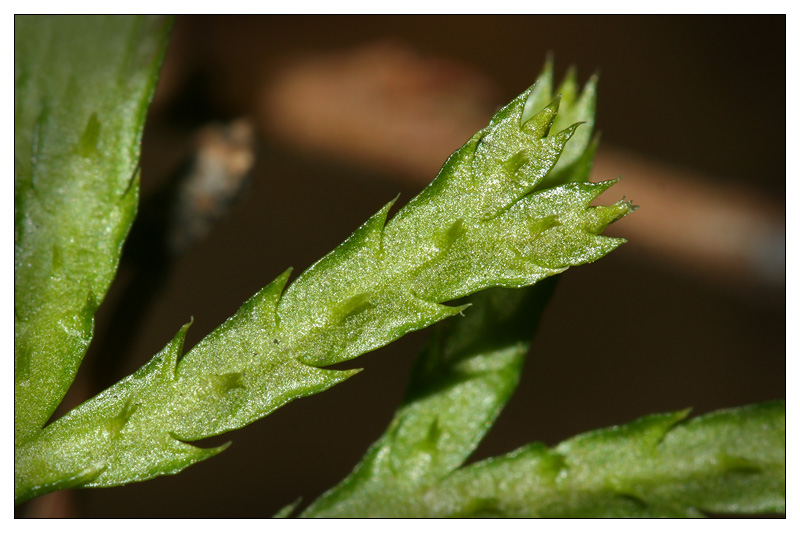 Image of Diphasiastrum complanatum specimen.