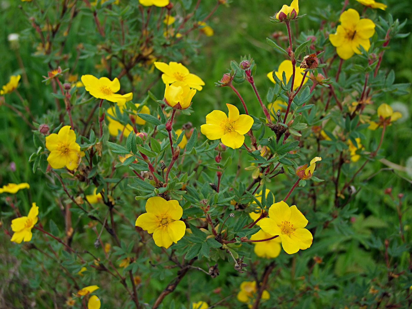 Image of Dasiphora fruticosa specimen.