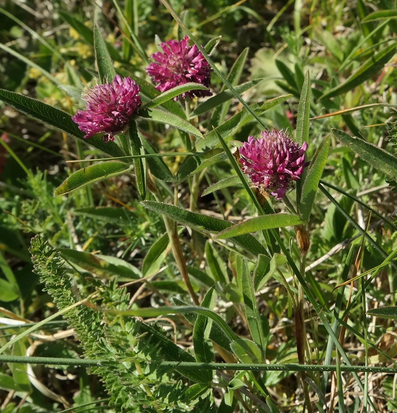 Image of Trifolium alpestre specimen.