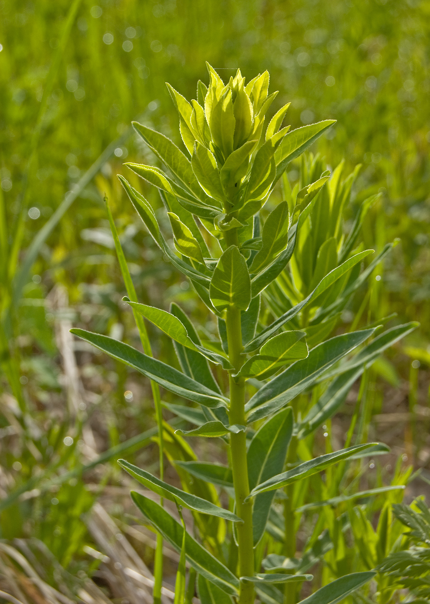 Изображение особи Euphorbia semivillosa.