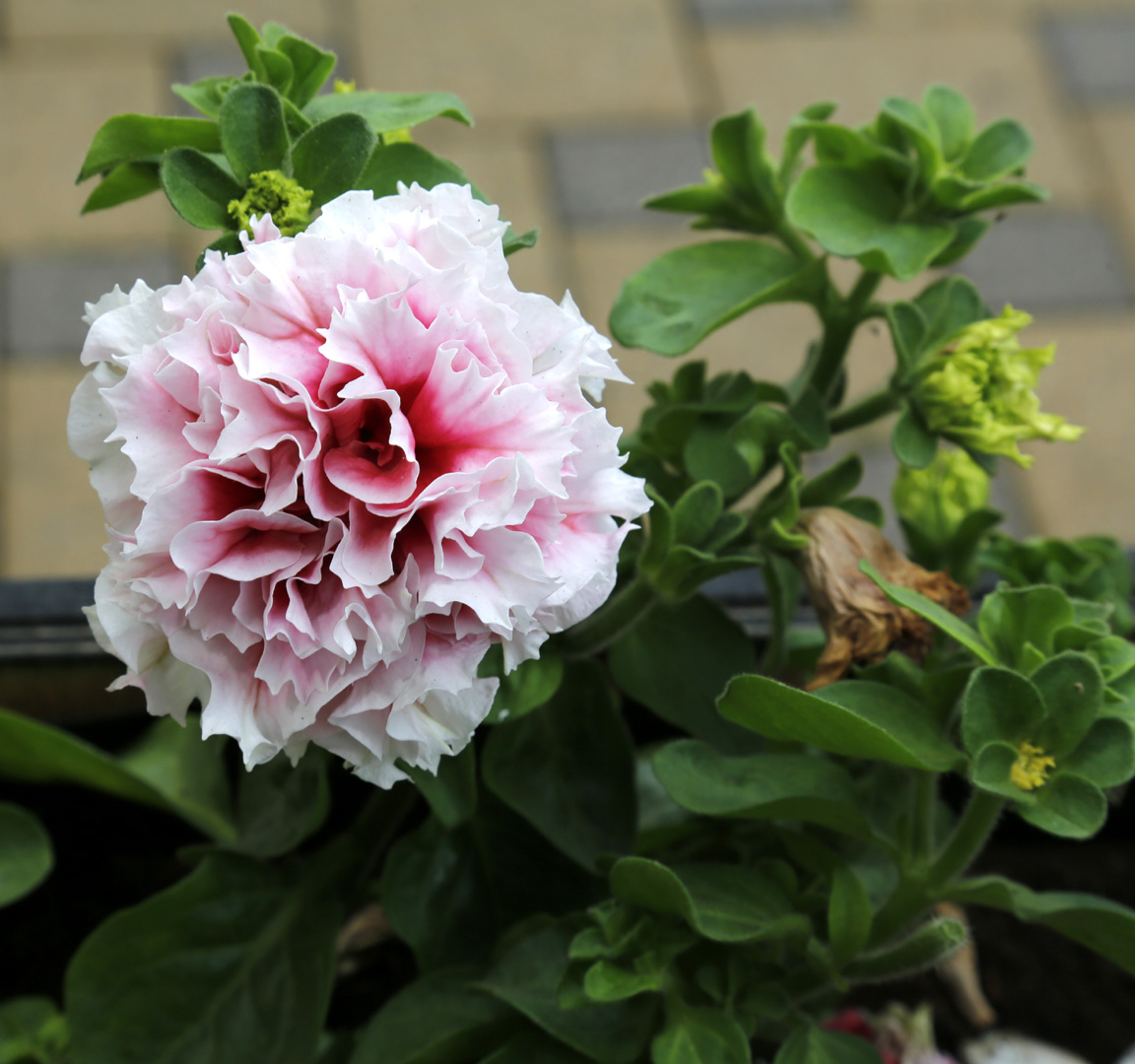Изображение особи Petunia &times; atkinsiana.