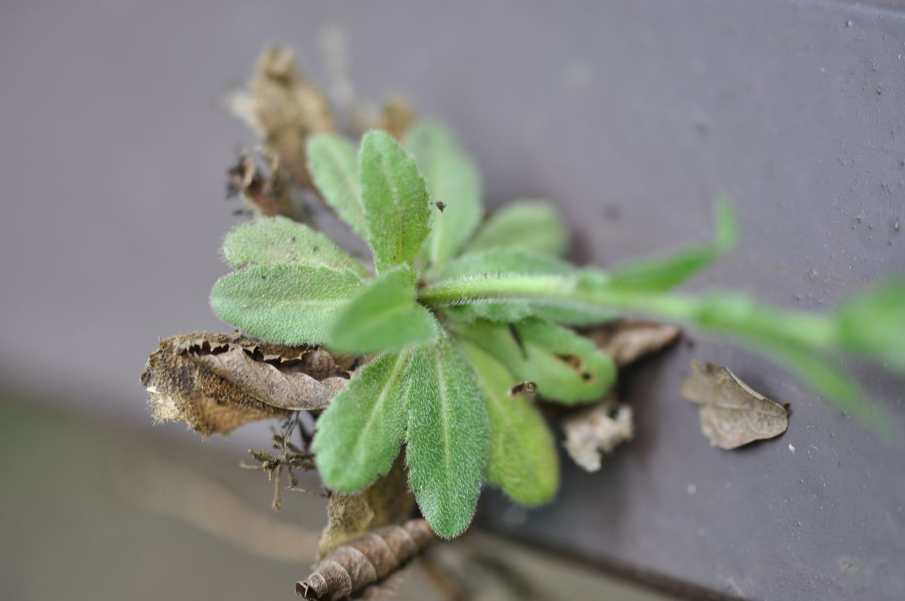 Image of Arabis sagittata specimen.
