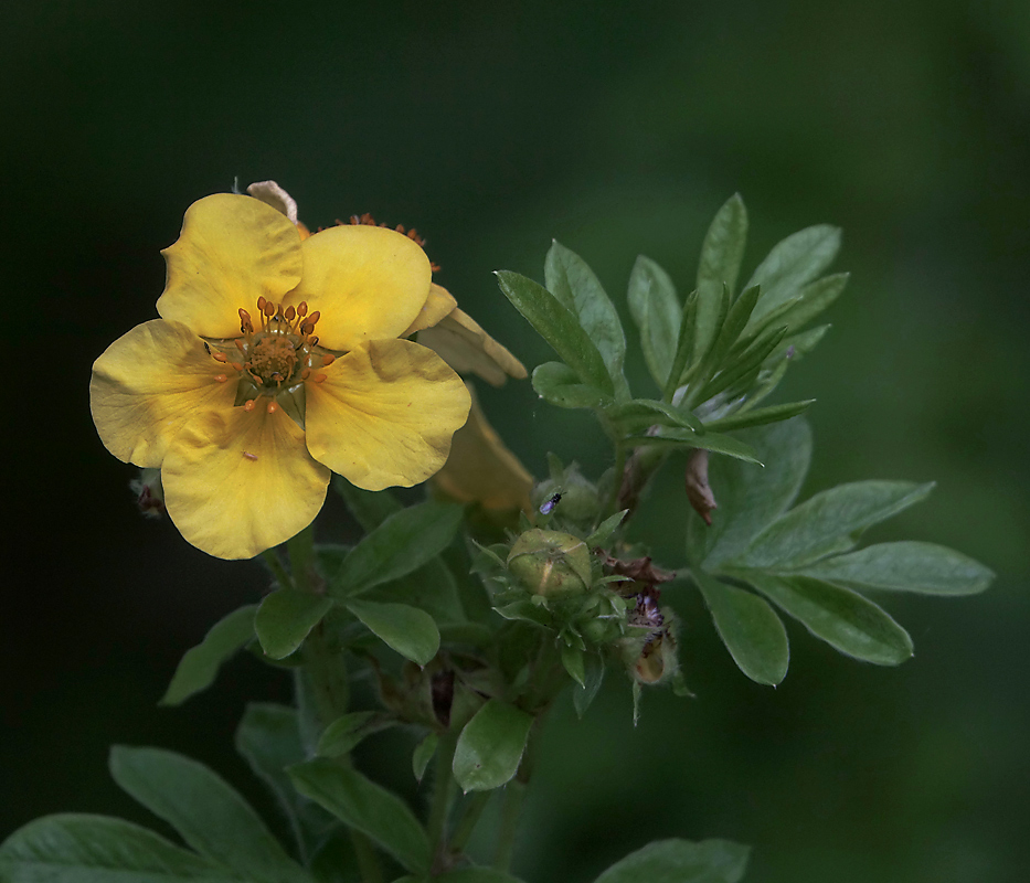 Изображение особи Dasiphora fruticosa.