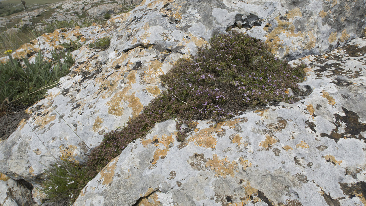 Image of genus Thymus specimen.