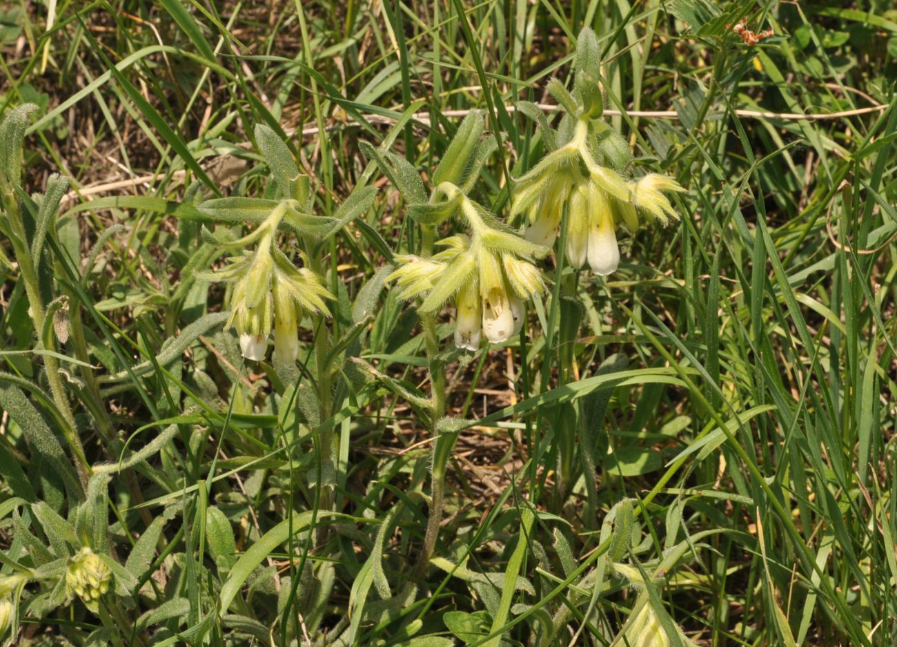 Изображение особи Onosma caucasica.