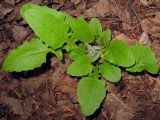Crepis lyrata