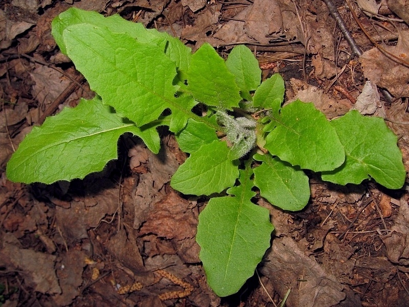 Image of Crepis lyrata specimen.