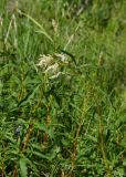 Aconogonon alpinum