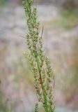 Artemisia commutata