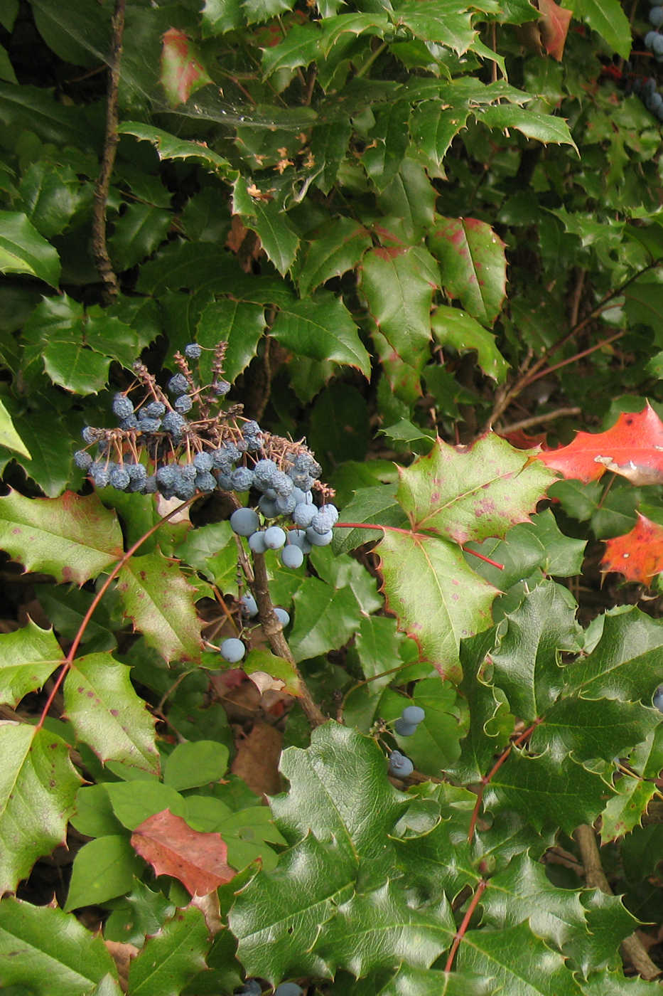 Изображение особи Mahonia aquifolium.