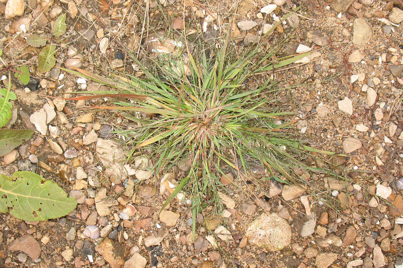 Image of genus Eragrostis specimen.
