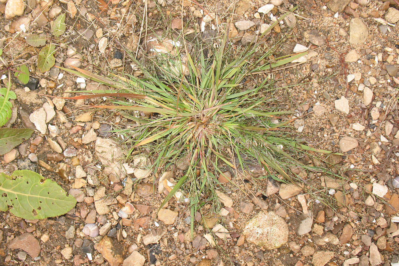 Изображение особи род Eragrostis.