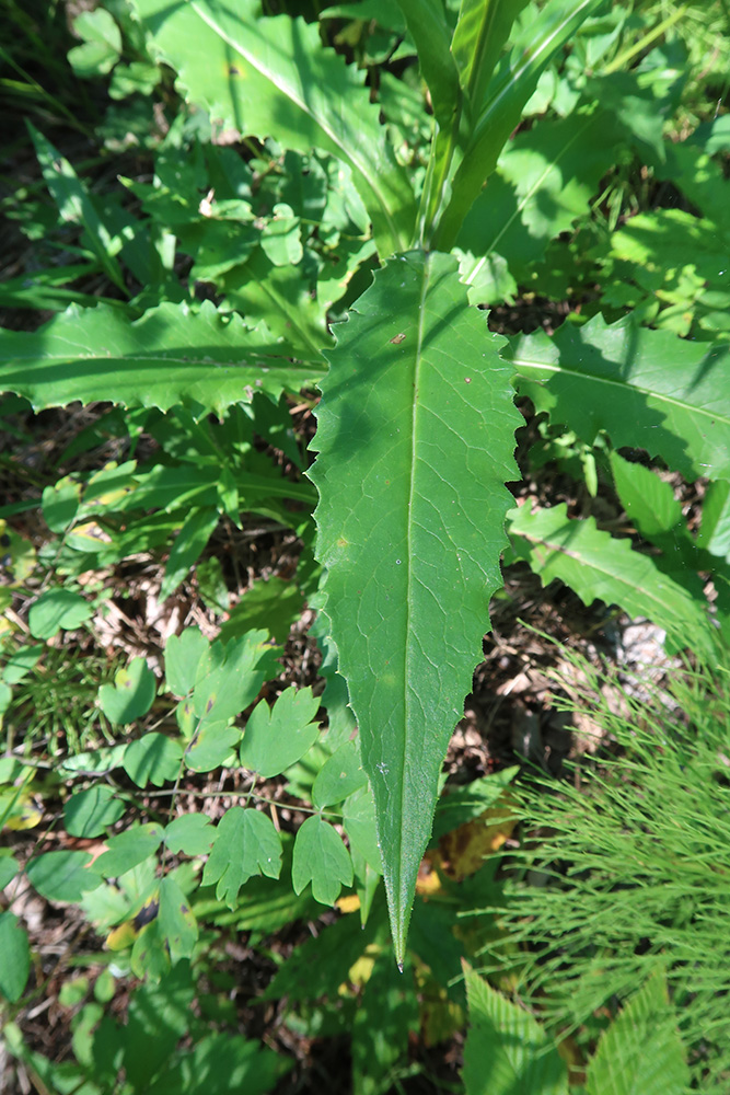 Image of Saussurea parviflora specimen.