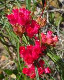 Microloma tenuifolium