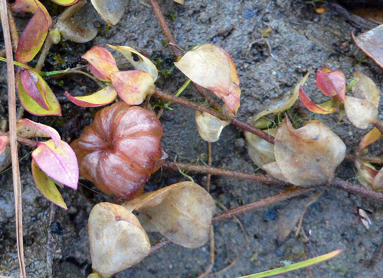 Изображение особи Wilhelmsia physodes.