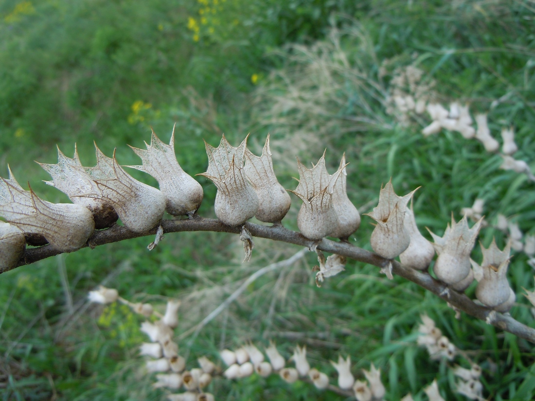 Изображение особи Hyoscyamus niger.