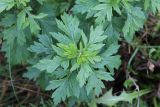Artemisia vulgaris. Верхушка вегетирующего растения. Московская обл., окр. г. Дмитрова, берег канала им. Москвы. 28 октября 2018 г.