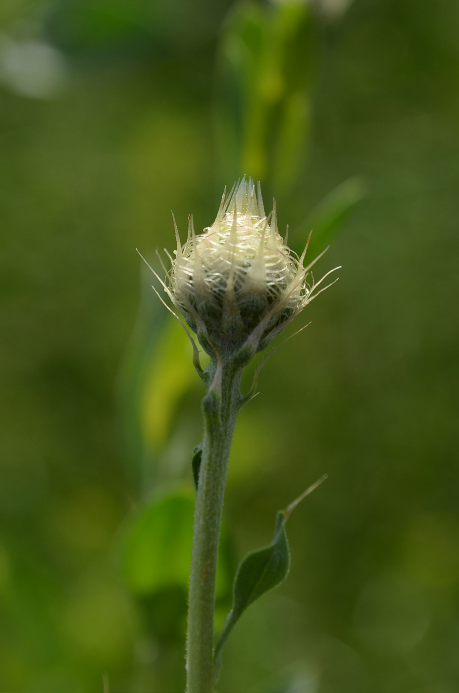 Image of Stizolophus balsamita specimen.