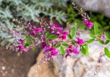 Lespedeza thunbergii. Верхушка побега с соцветиями. Крым, пос. Партенит, парк \"Айвазовское\". 23.09.2018.