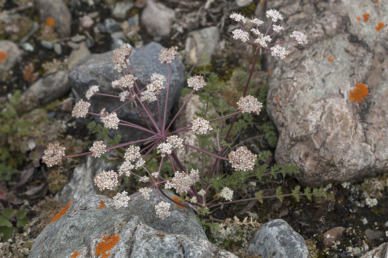 Изображение особи Stenocoelium athamantoides.