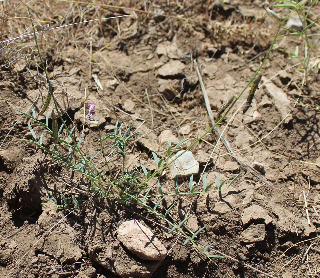 Изображение особи Astragalus ispahanicus.