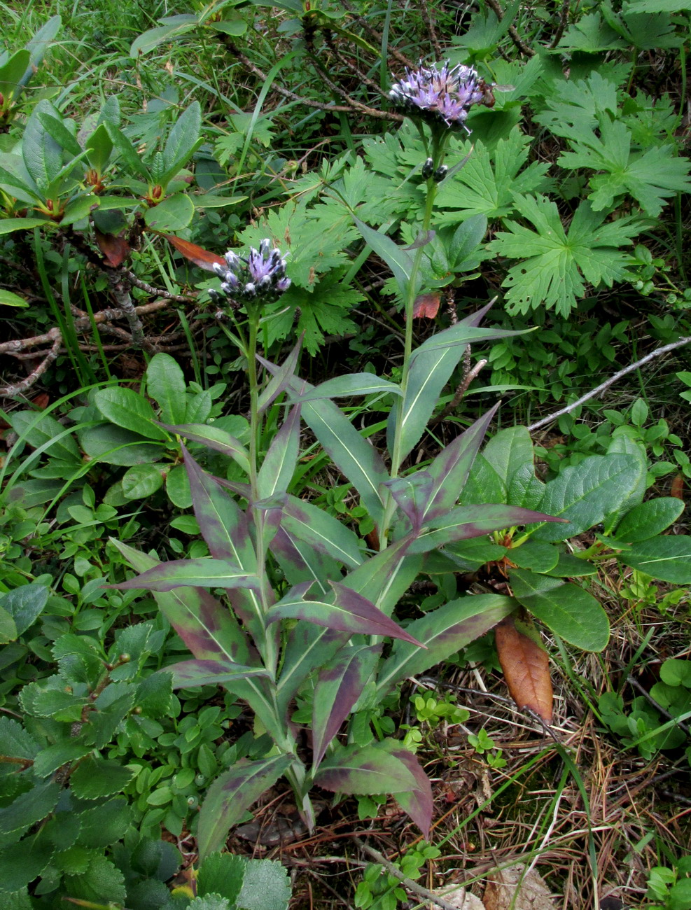 Изображение особи Saussurea schweingruberi.