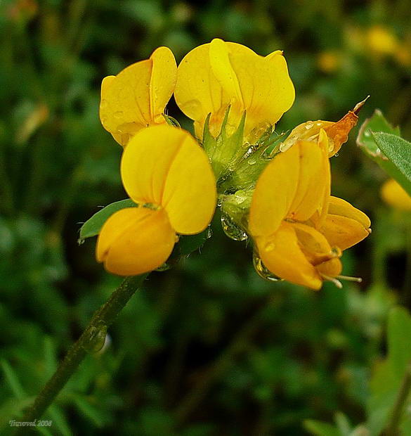 Image of Lotus zhegulensis specimen.