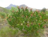 Protea aurea