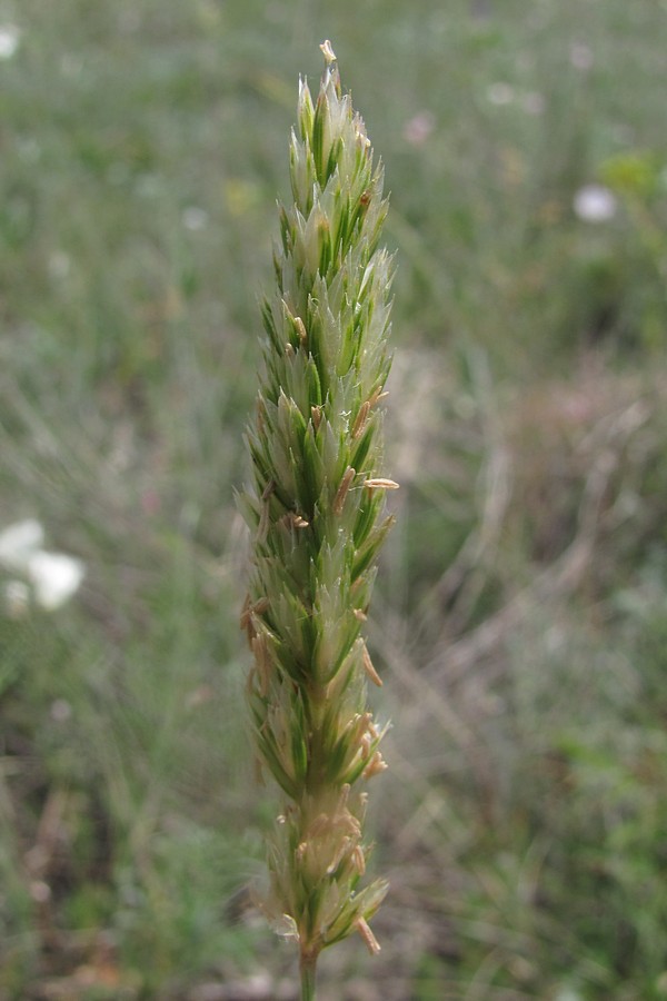Image of Koeleria splendens specimen.