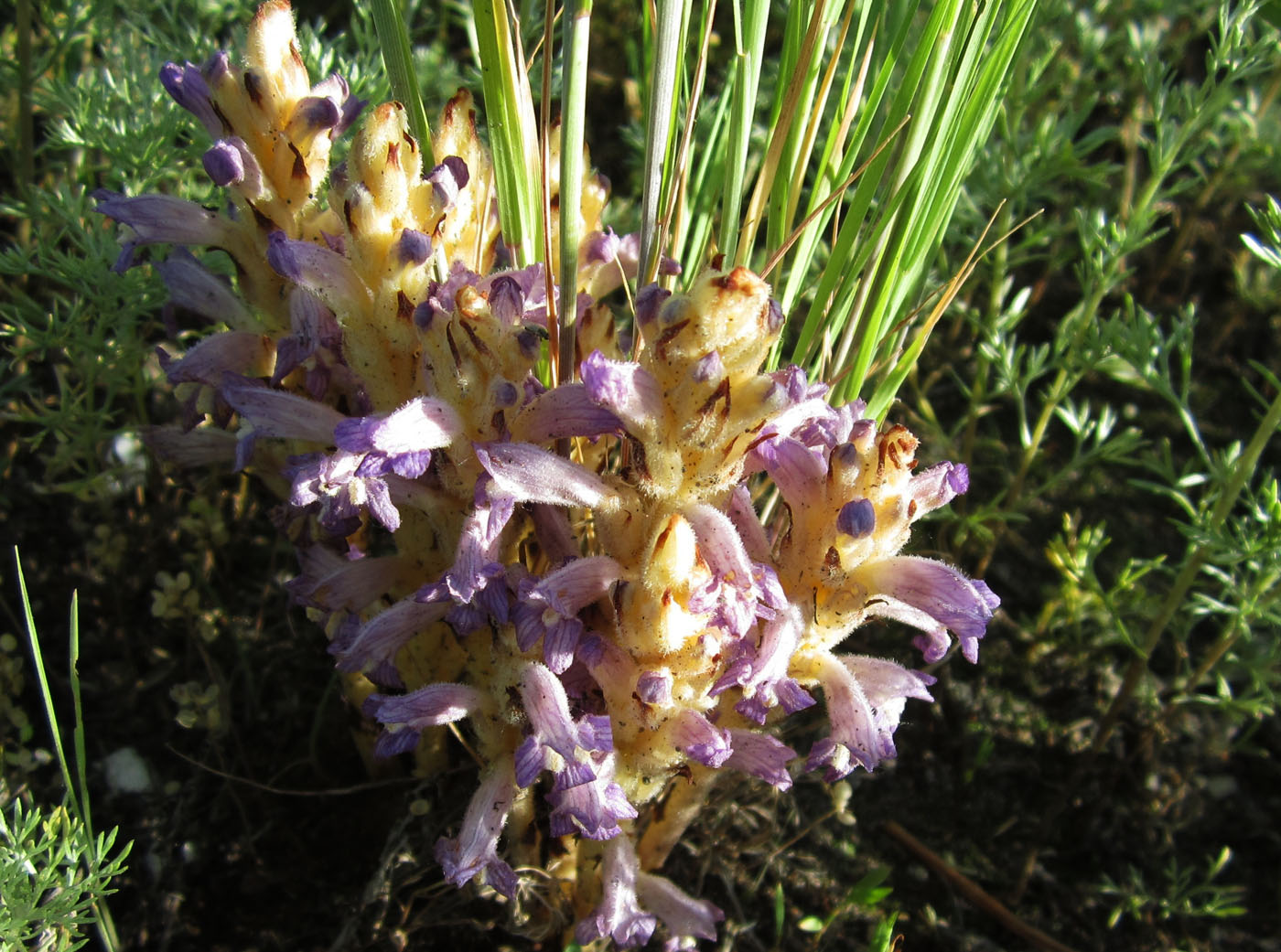 Image of Orobanche amoena specimen.