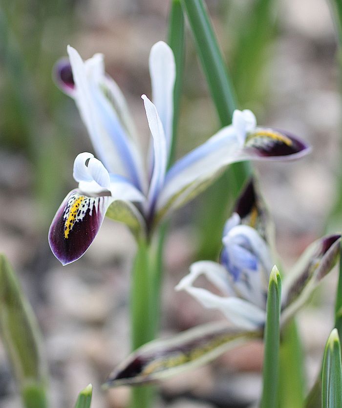 Image of Iris zetterlundii specimen.