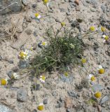 genus Pyrethrum
