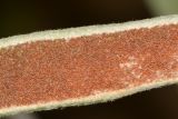 Platycerium bifurcatum