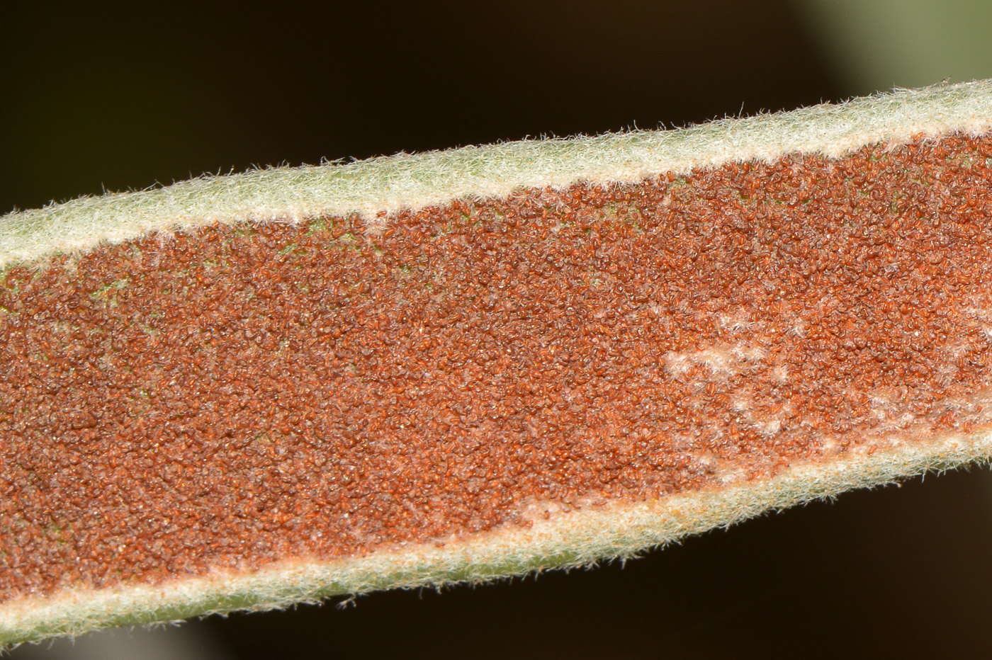 Image of Platycerium bifurcatum specimen.