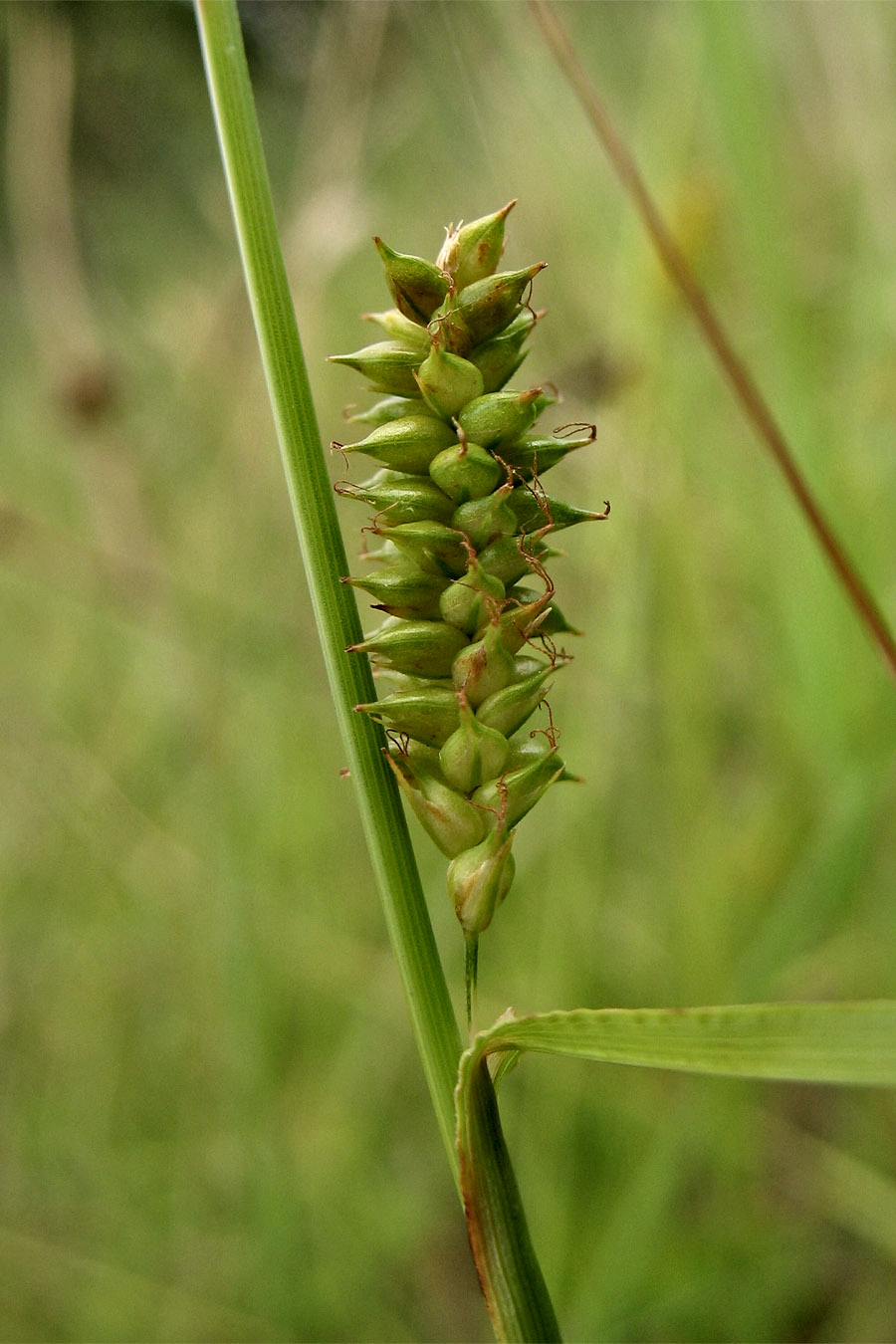 Изображение особи Carex punctata.