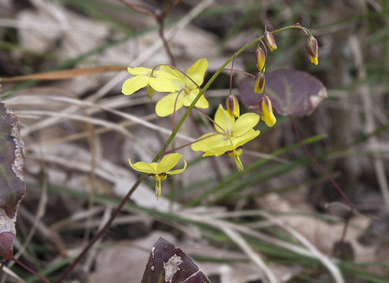 Изображение особи Epimedium colchicum.