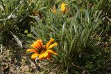 Gazania × hybrida