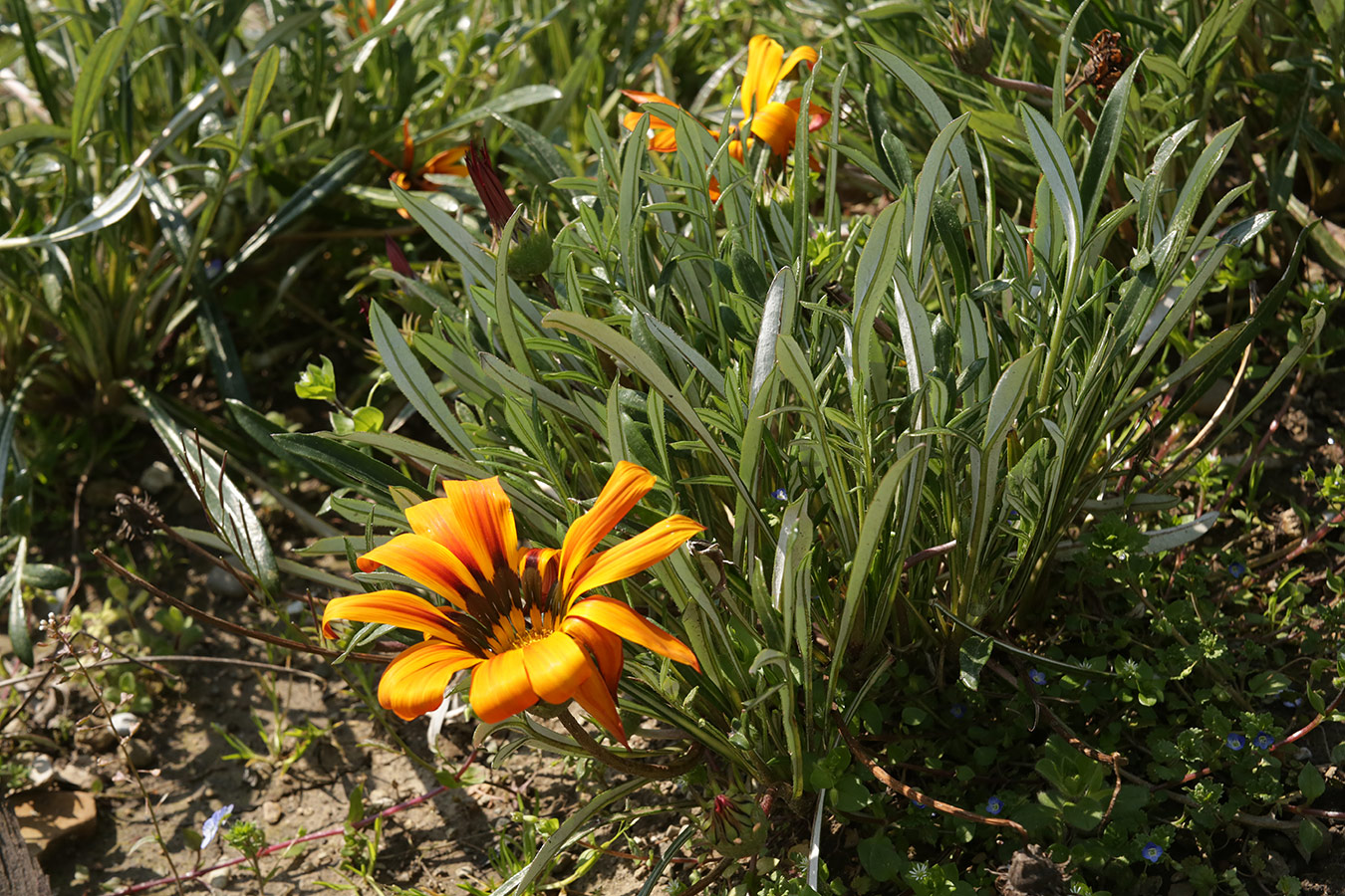 Изображение особи Gazania &times; hybrida.