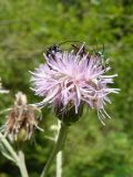 Cirsium setosum. Соцветие. Южный Берег Крыма, окр. г. Ялта. 28.06.2010.