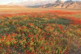 Papaver macrostomum