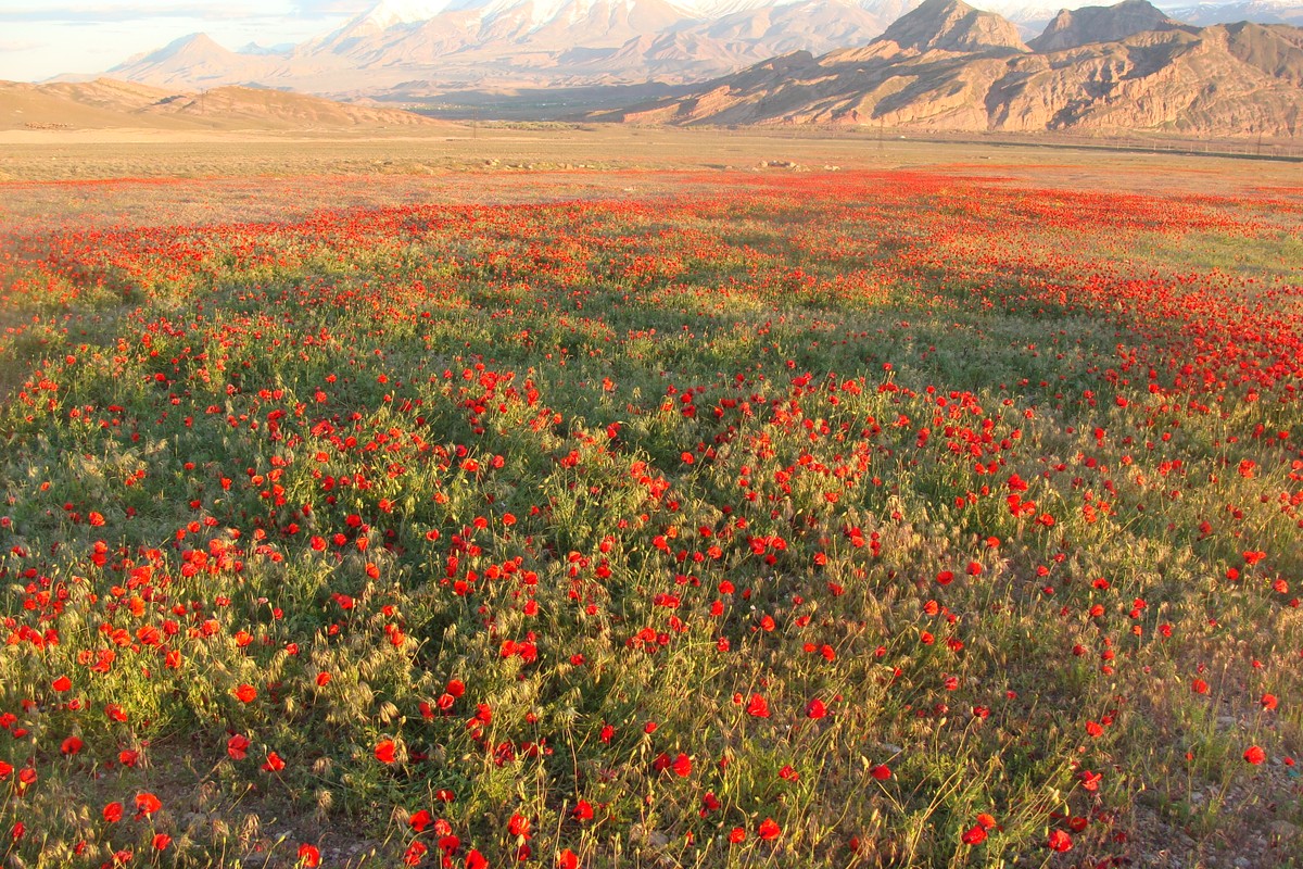 Изображение особи Papaver macrostomum.