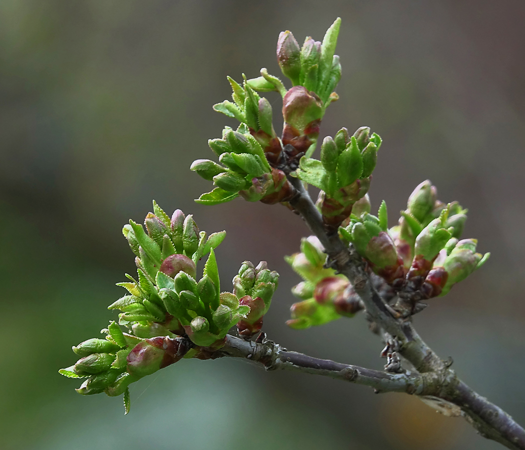 Изображение особи Cerasus vulgaris.