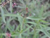 Centranthus longiflorus