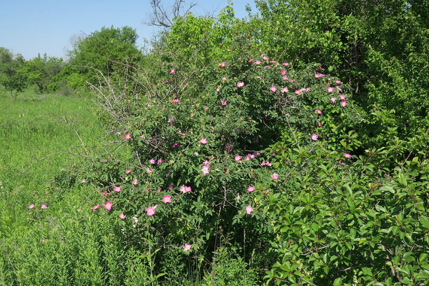 Image of Rosa subafzeliana specimen.