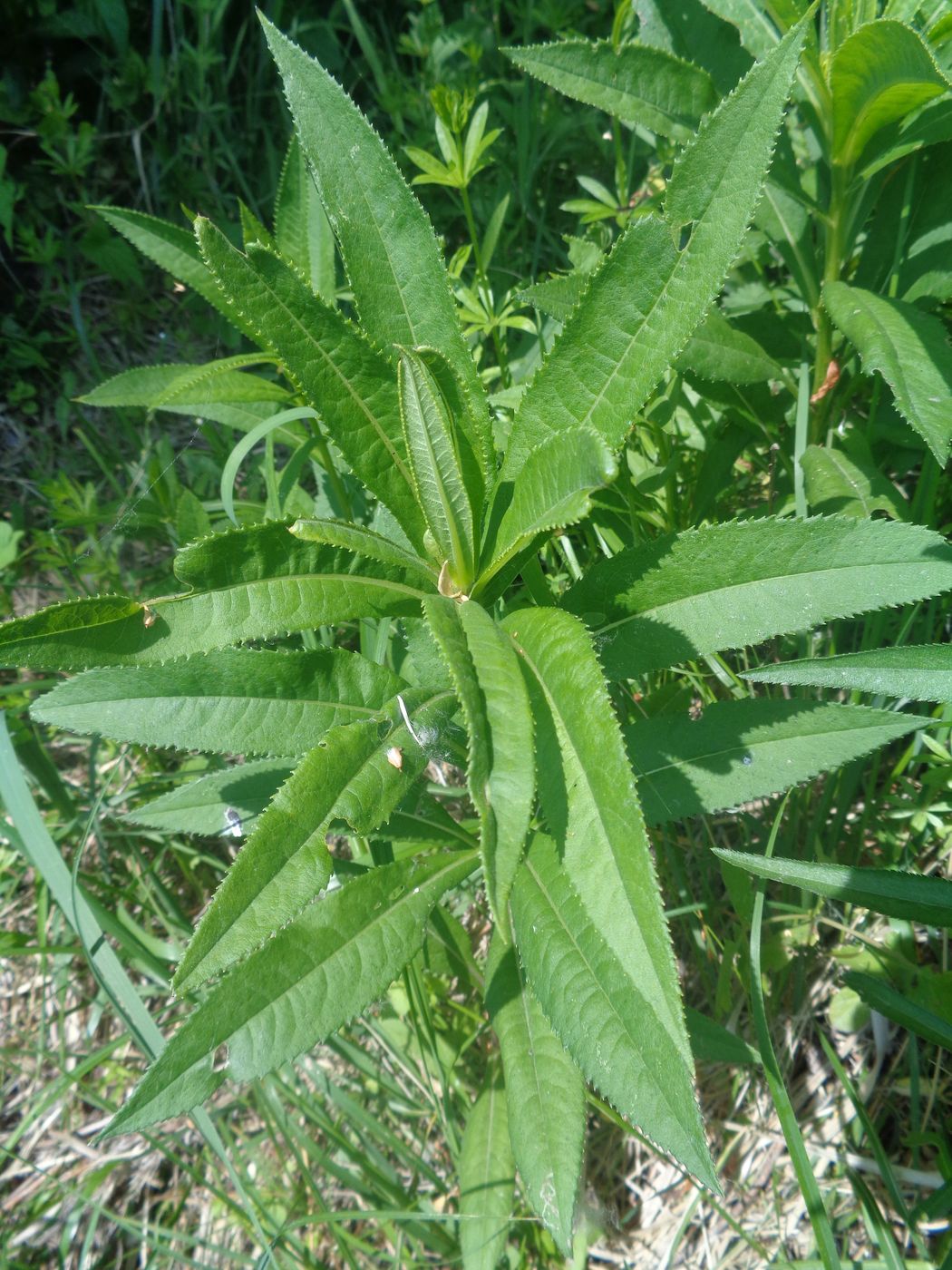 Image of Senecio sarracenicus specimen.