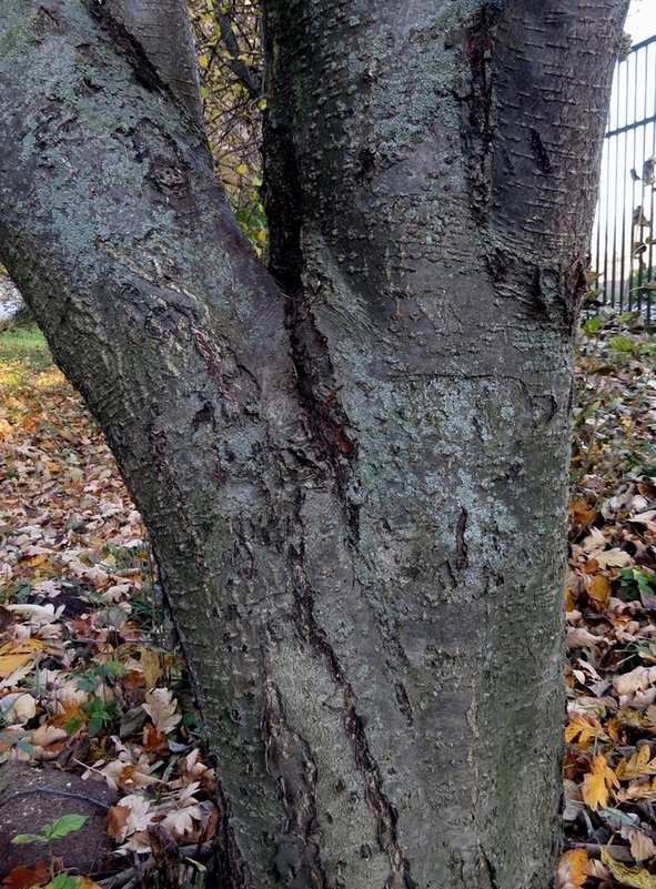 Изображение особи Sorbus hybrida.