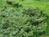 Juniperus sibirica. Вегетирующее растение. Украина, Ивано-Франковская обл., Украинские Карпаты, хребет Черногора, склон горы Пожежевская, 1800 м н.у.м., субальпийский луг. 27.06.2019.