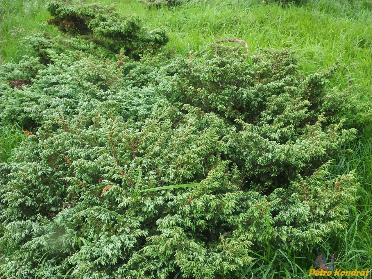 Image of Juniperus sibirica specimen.