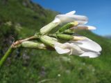 Astragalus pycnolobus